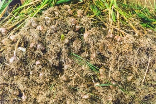 Lawn Dethatching