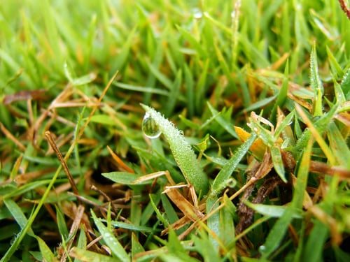 Why Your Lawn Turns to Moss Every Winter (and How to Fix It)